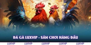 da ga luxvip san choi hang dau
